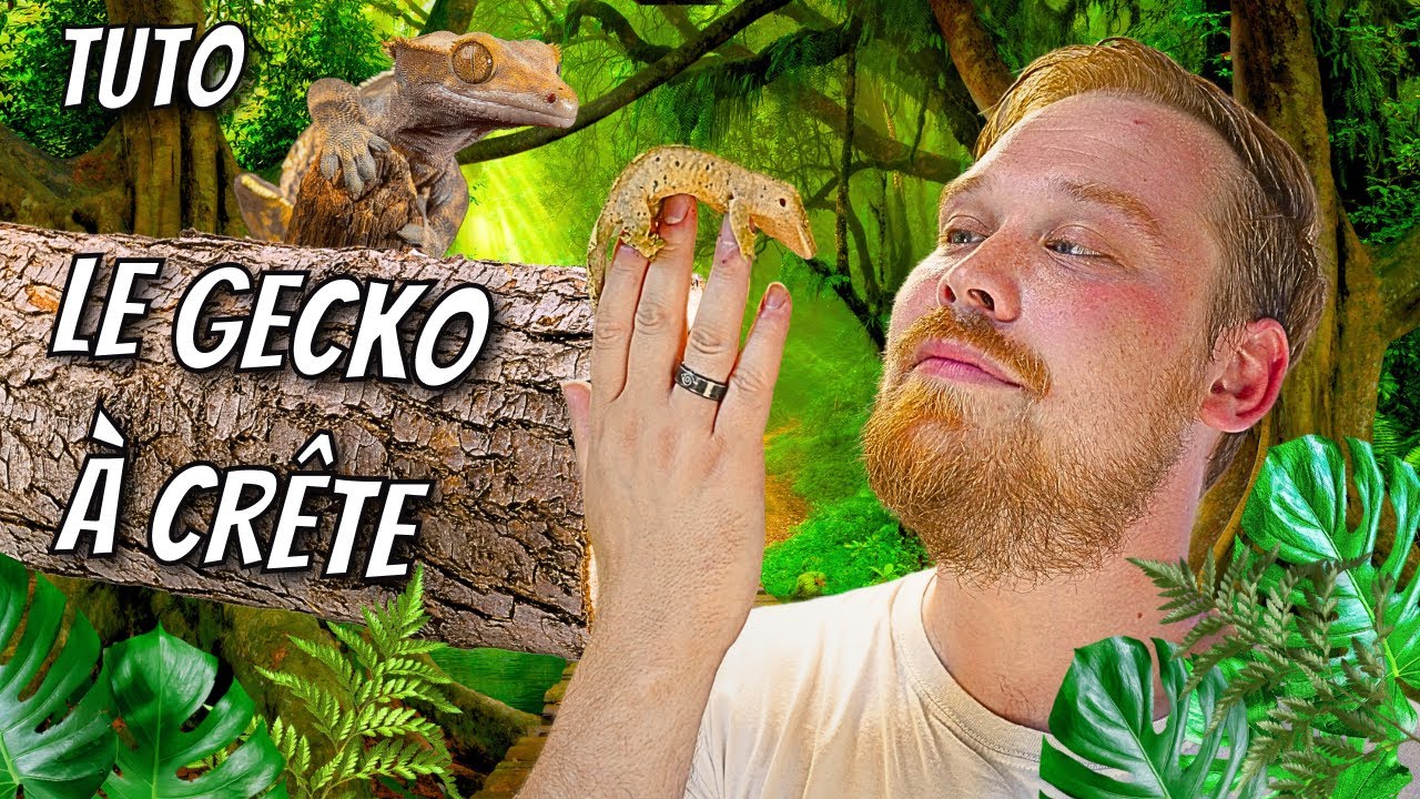 Le LEZARD le plus COOL pour DEBUTER ! Comment bien le maintenir ? TRUCS & ASTUCES [ ANI' MOOD ]