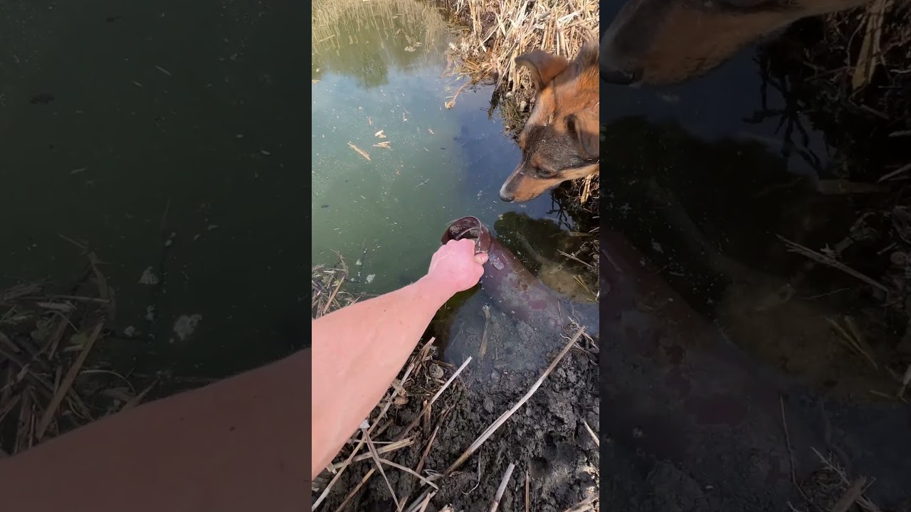 В пруду лишняя вода появляется