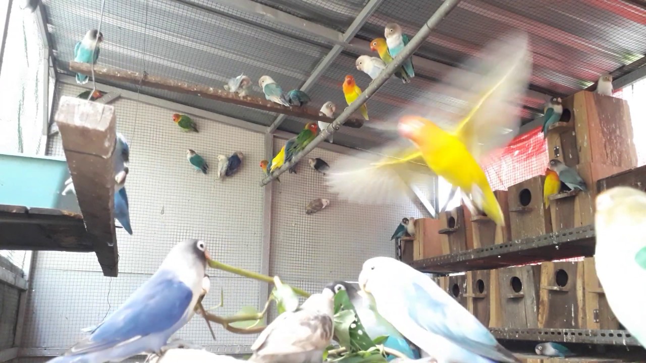 Suara burung lovebird koloni, bikin burung jadi ngekek panjang