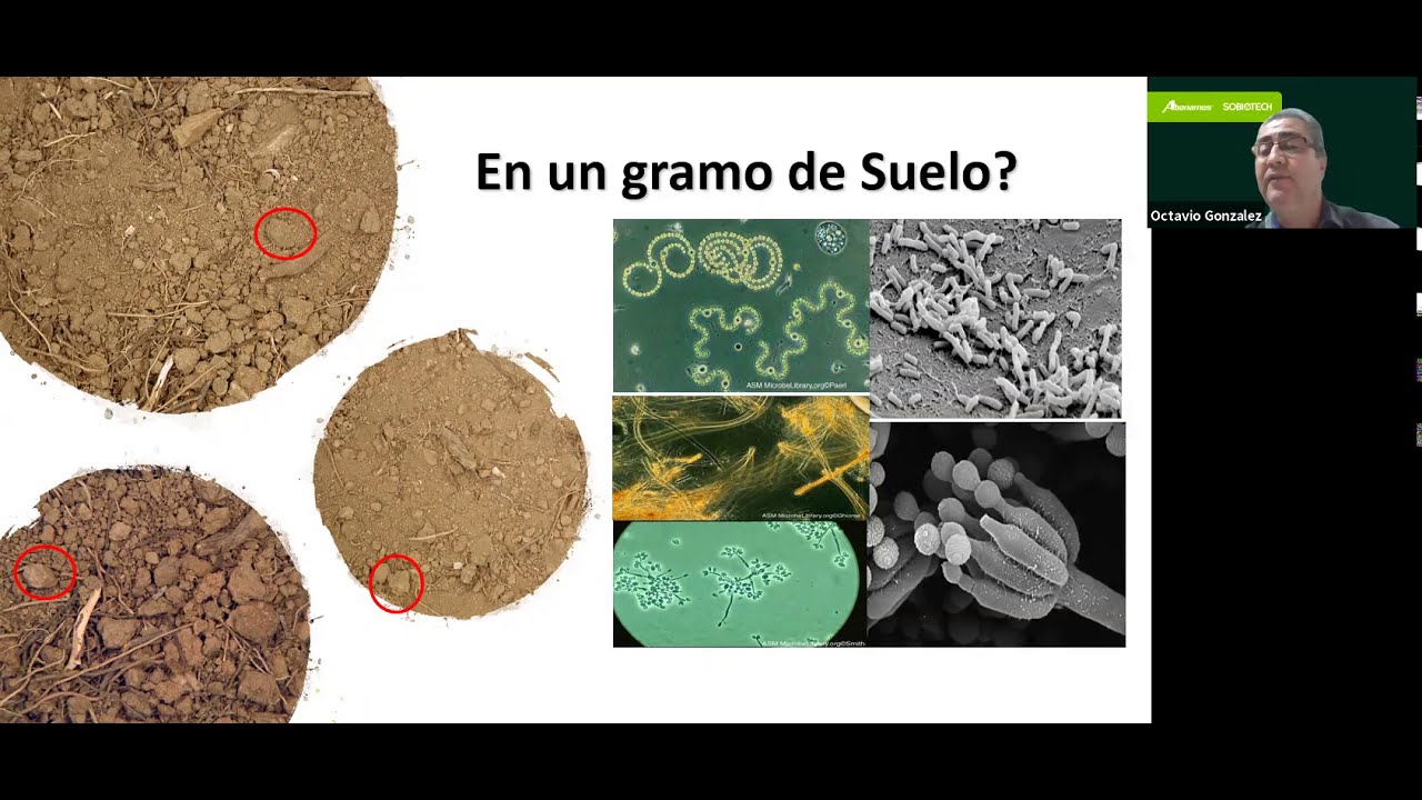 Grupos funcionales de microorganismos del suelo
