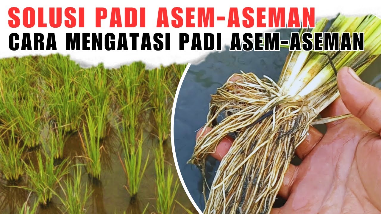 Solusi Alami Padi Asem-Aseman, Daun Padi Menguning Akibat Tanah Asam