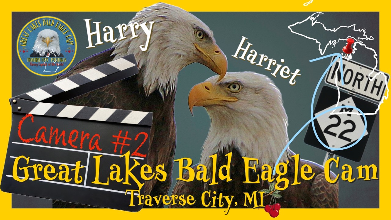 BALD EAGLE Live Cam 2 Traverse City, MI #baldeagle #eaglelivecam #wildlife #nature
