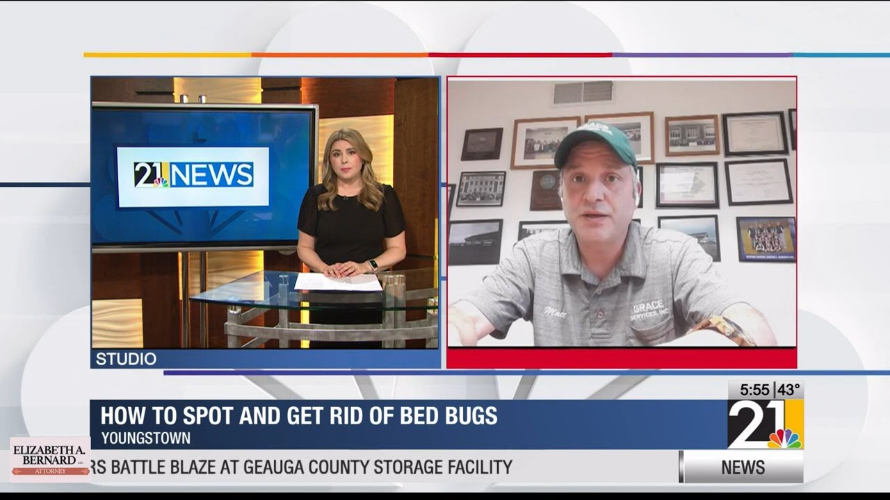How to spot and get rid of bed bugs