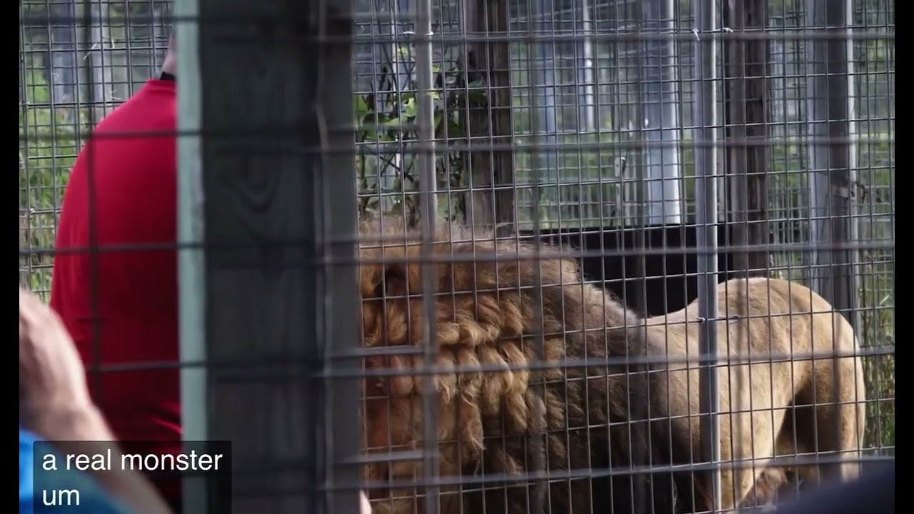 Bam Bam the 17yr old Tiger