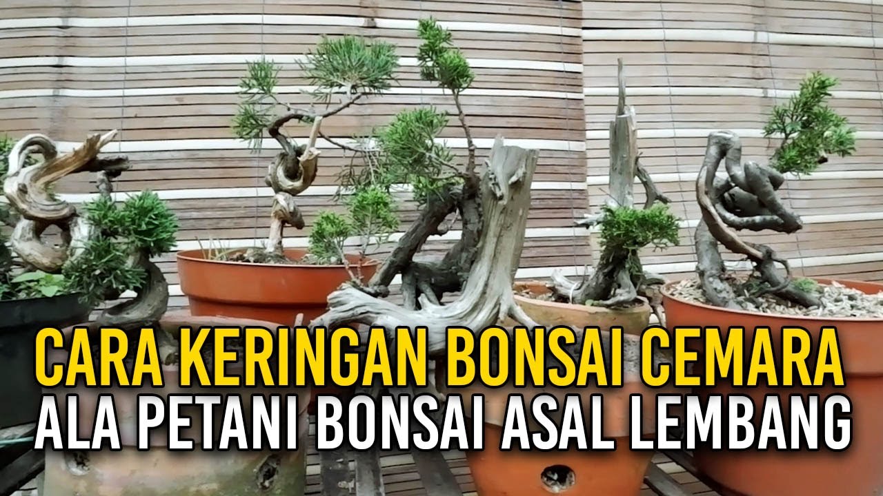CARA KERINGAN CEMARA UKURAN MINI GAYA PETANI BONSAI ASAL LEMBANG❗️❗️