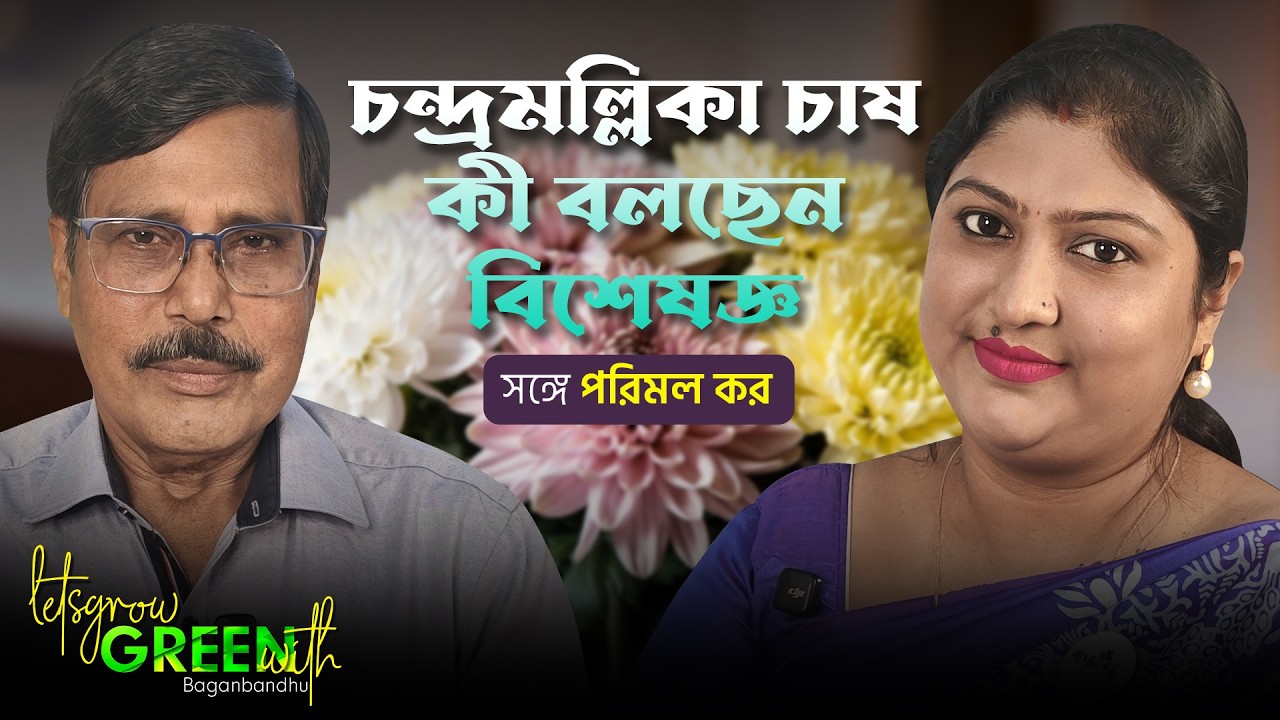 চন্দ্রমল্লিকা চাষ কী বলছেন বিশেষজ্ঞ | Lets grow green with baganbandhu | Baganbandhu