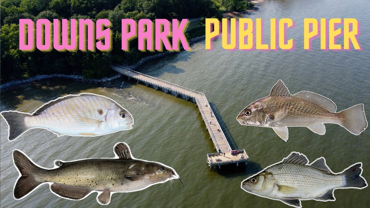 Fishing Downs Park Public Pier | Pasadena MD (Channel Catfish, Spot, White Perch, Croaker)