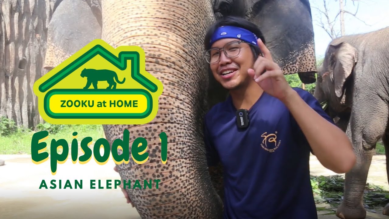 (ENG SUB) Zooku at Home 2022 Episode 1 - Asian Elephants | Zoo Negara Malaysia