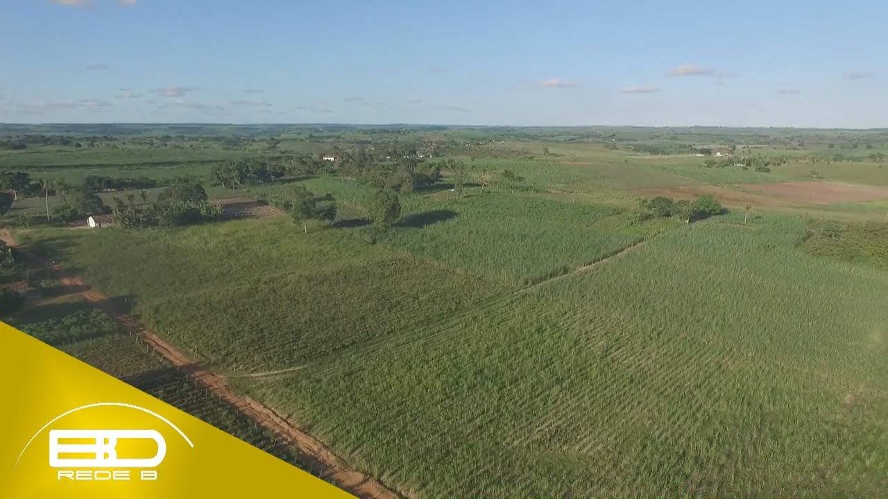 Abacaxi movimenta agricultura de Itapororoca, na Paraíba | BDRB 14/03/2019