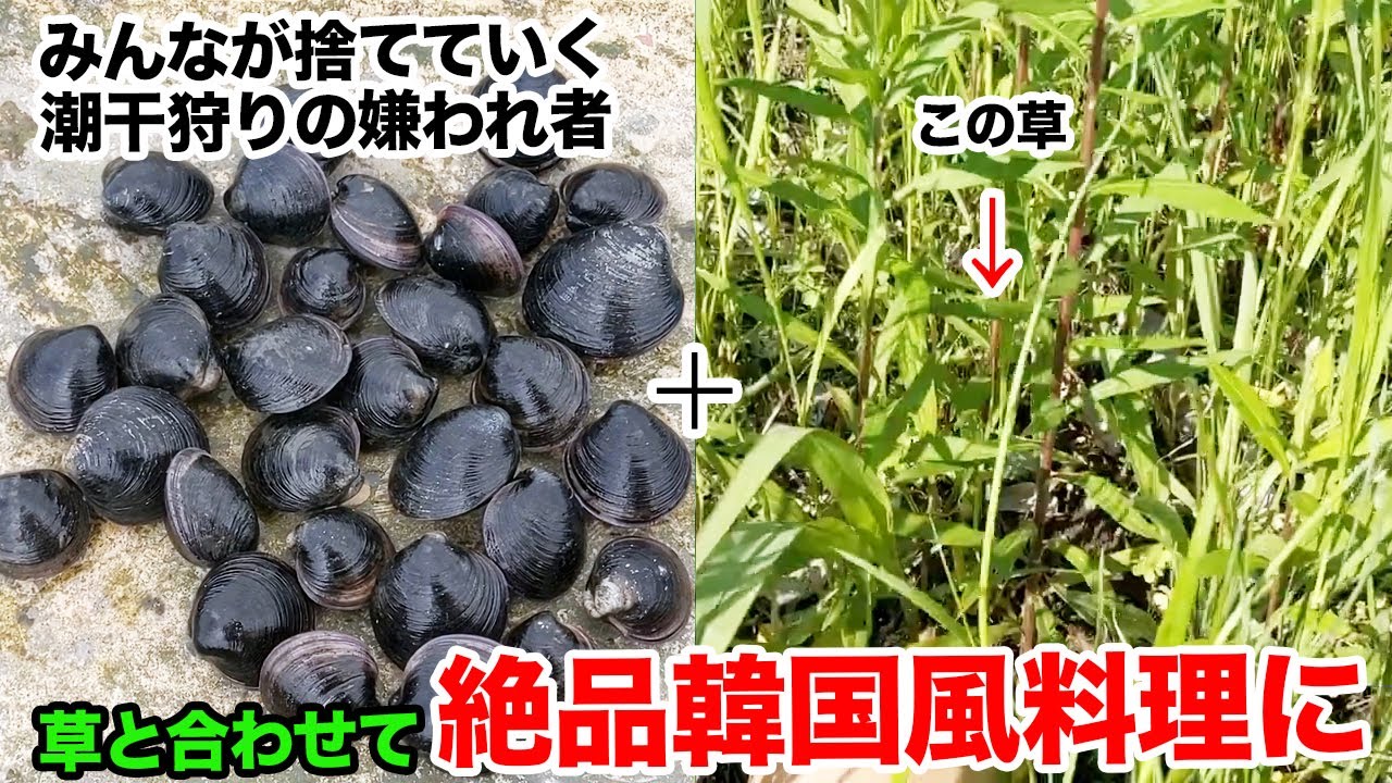 潮干狩りの嫌われ者未利用貝は草と合わせると絶品