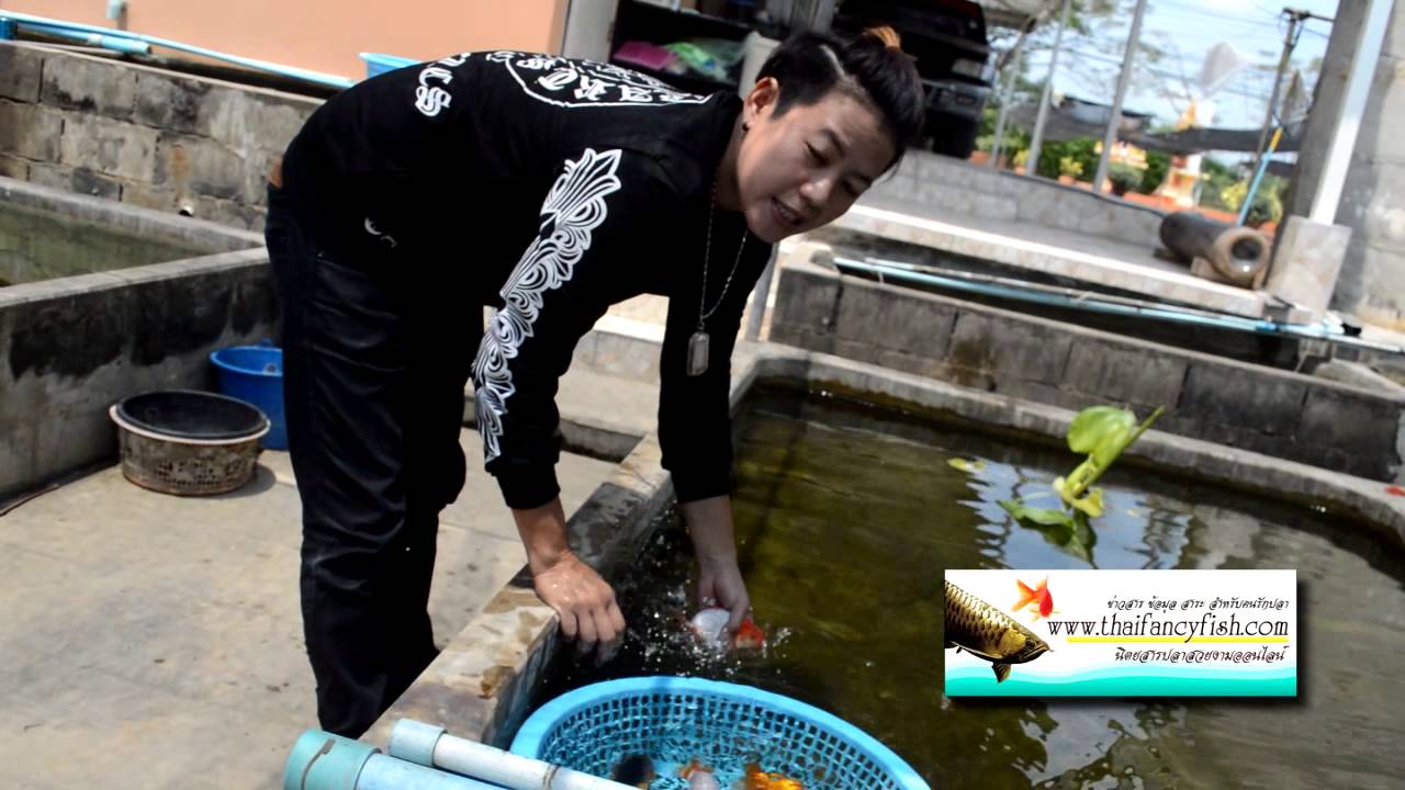 การเพาะพันธุ์ปลาทอง How to Breeding Goldfish