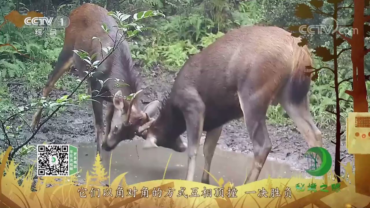 《秘境之眼》 水鹿 20220321| CCTV
