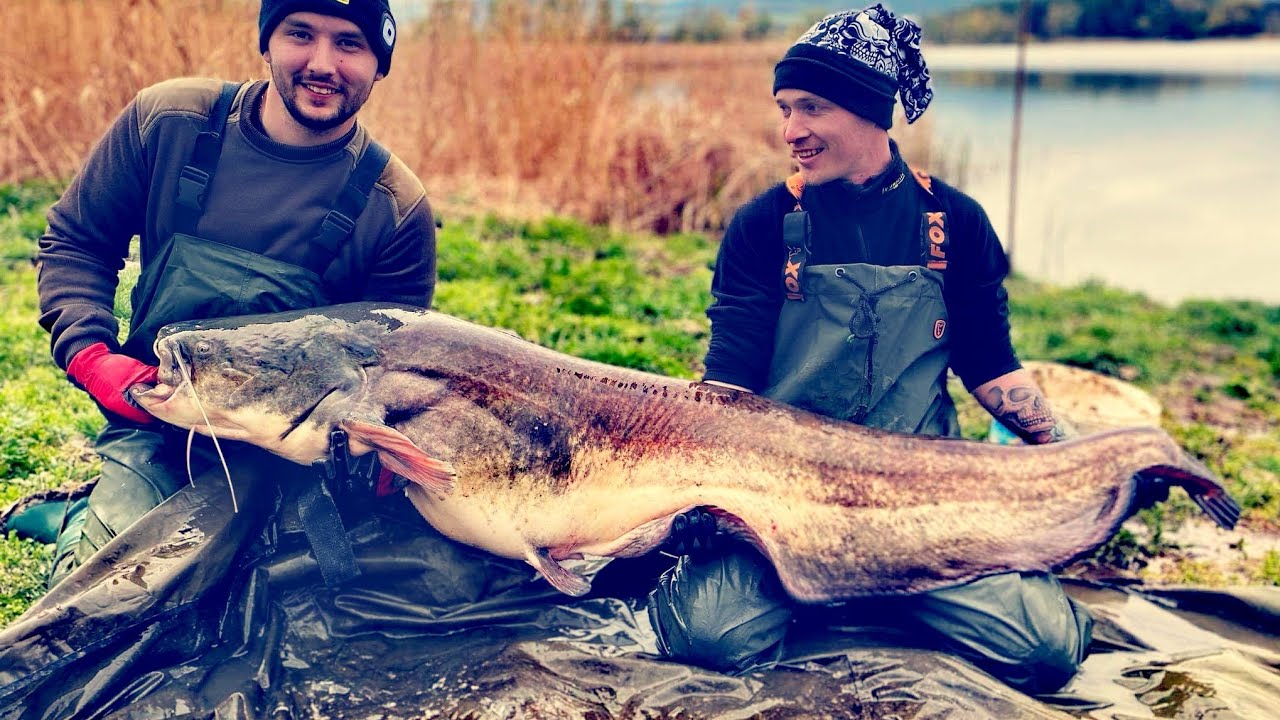 Zeck Pro-Cat Short and Soft vs 43 kg catfish Rekord harcsa  versenyen