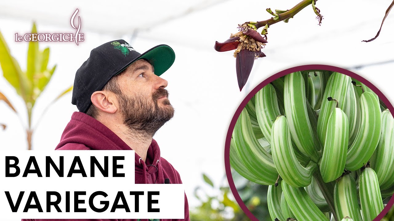 Come fruttifica una pianta di banano 🍌