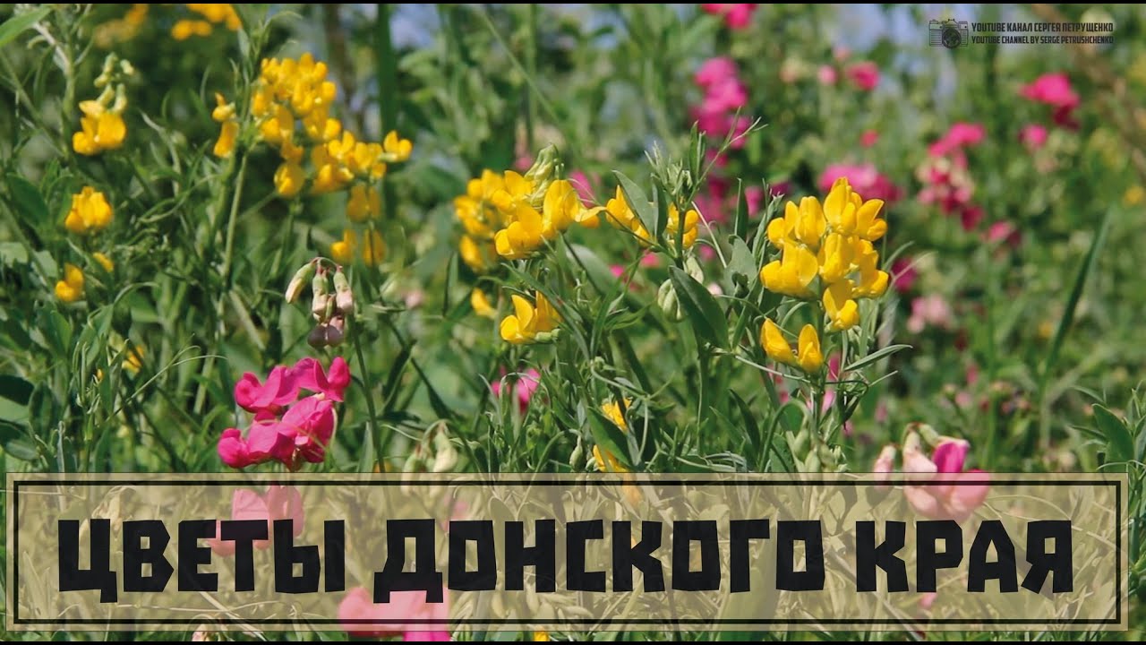 Цветы Донского края. Часть 9. Бобовые заливного луга. // Clever Cricket