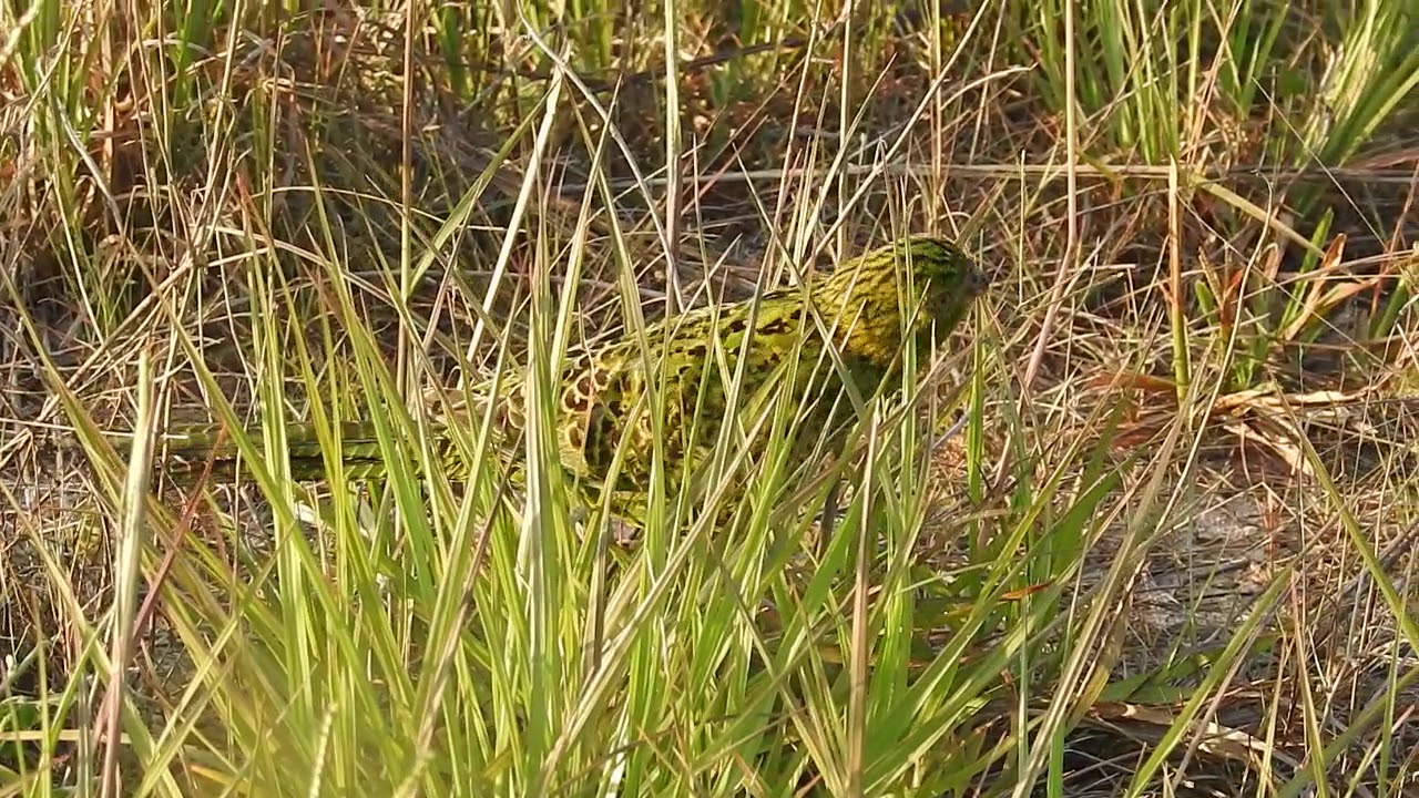 Eastern Ground Parrot at Great Sandy National Park, Cooloola, Queensland, Australia.