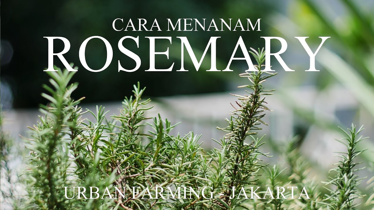 Cara Menanam ROSEMARY di Jakarta - Urban Farming by Fresh Ingredients (ENGLISH SUBTITILE) #urbanfarm