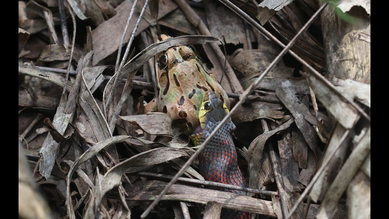 Hunger Vs Survival: Keelback Snake Vs Bullfrog