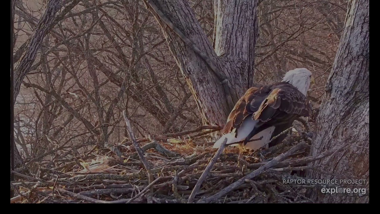 Decorah North Eagles 2-11-26 DNF brings fluffy nesting