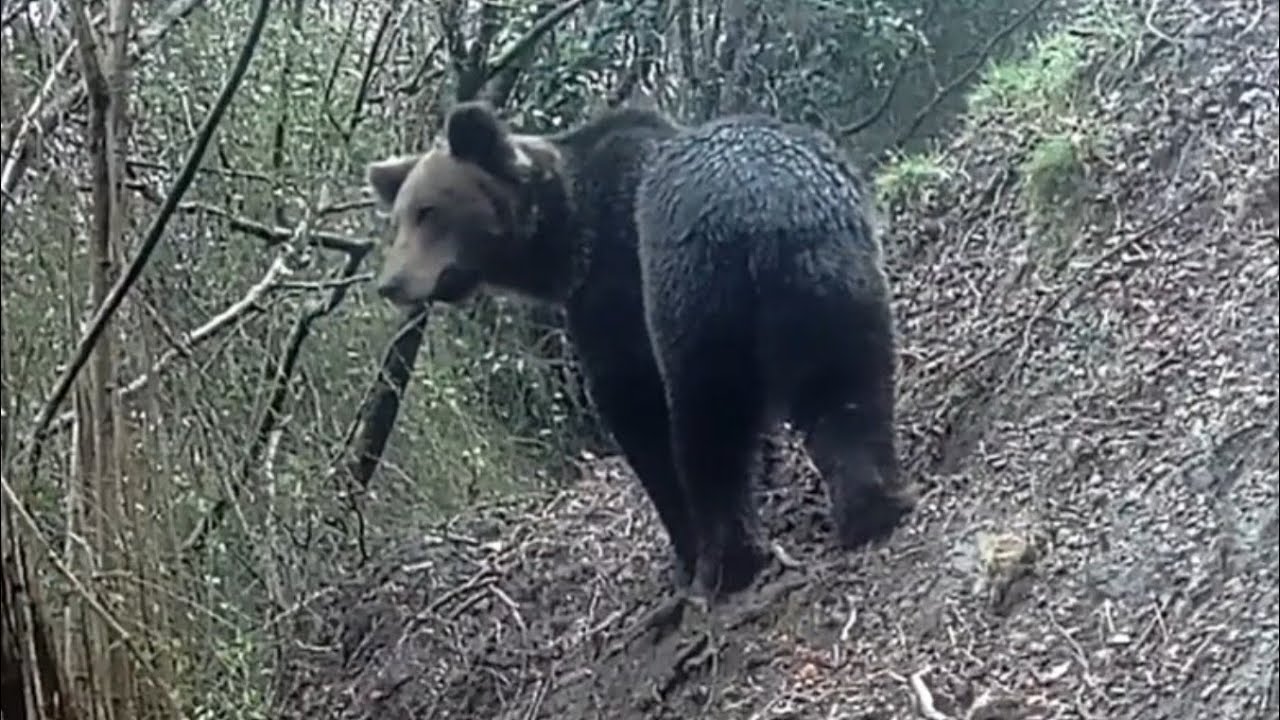 ¡Grandes Osos, Corzos, Jabalí, Rebecos y mucho más...!