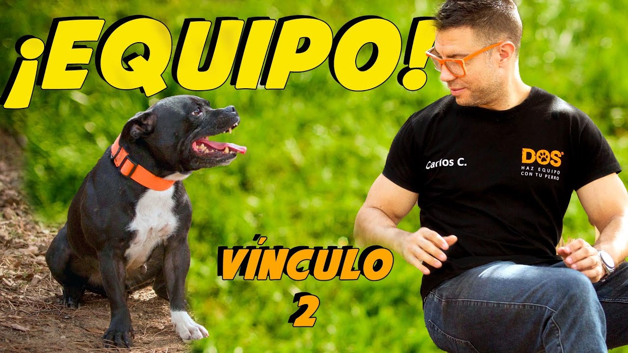 Mejorar el V&iacute;nculo con tu Perro 2 🐶 | Adiestramiento Canino 📝