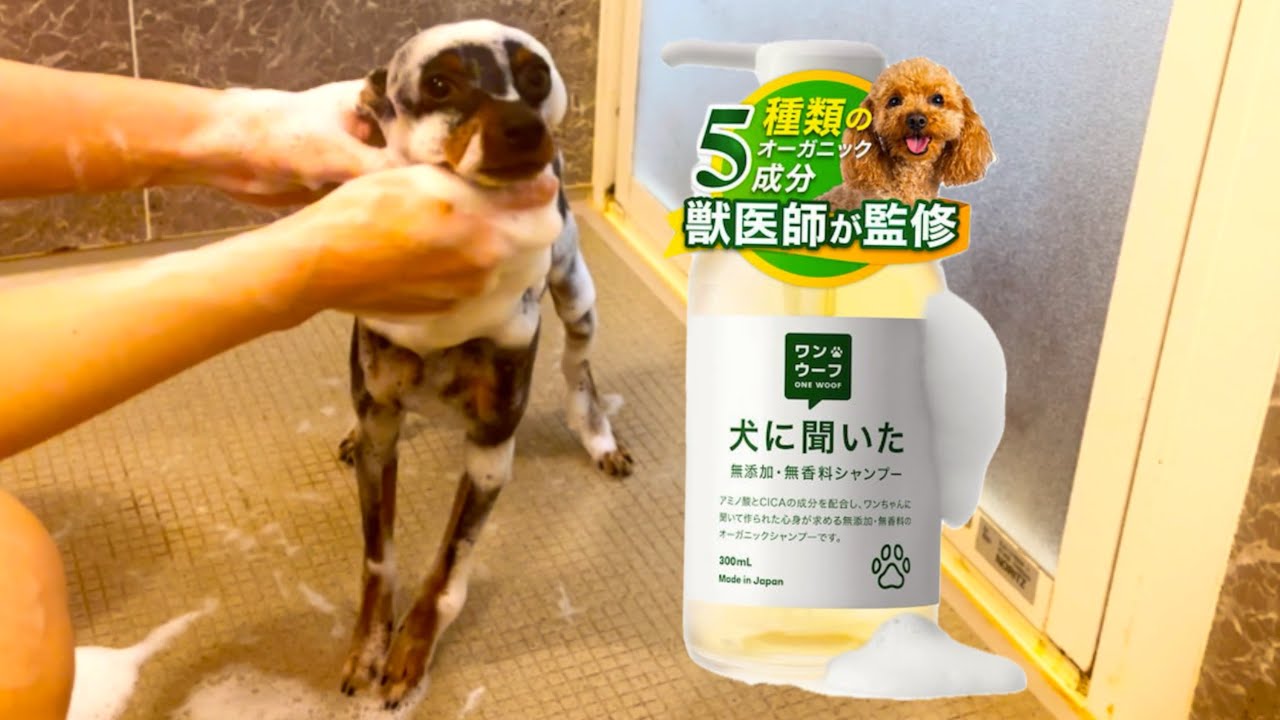 【犬に聞いた？】ONE WOOFシャンプー