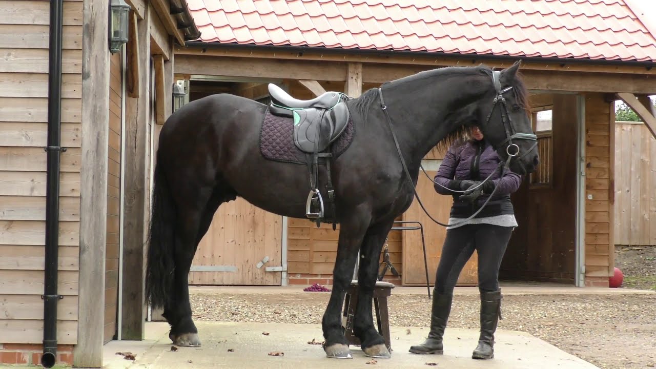 Teaching the collected canter to my Friesian horse