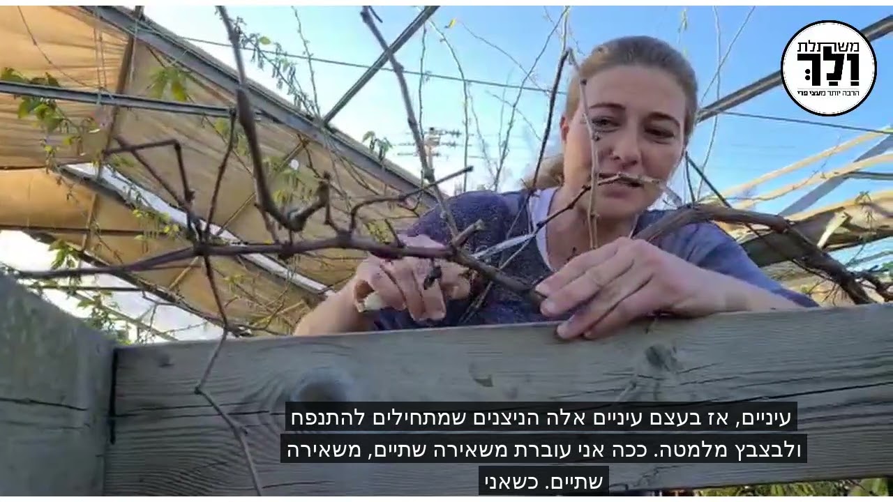 משתלת ולך-גיזום גפן