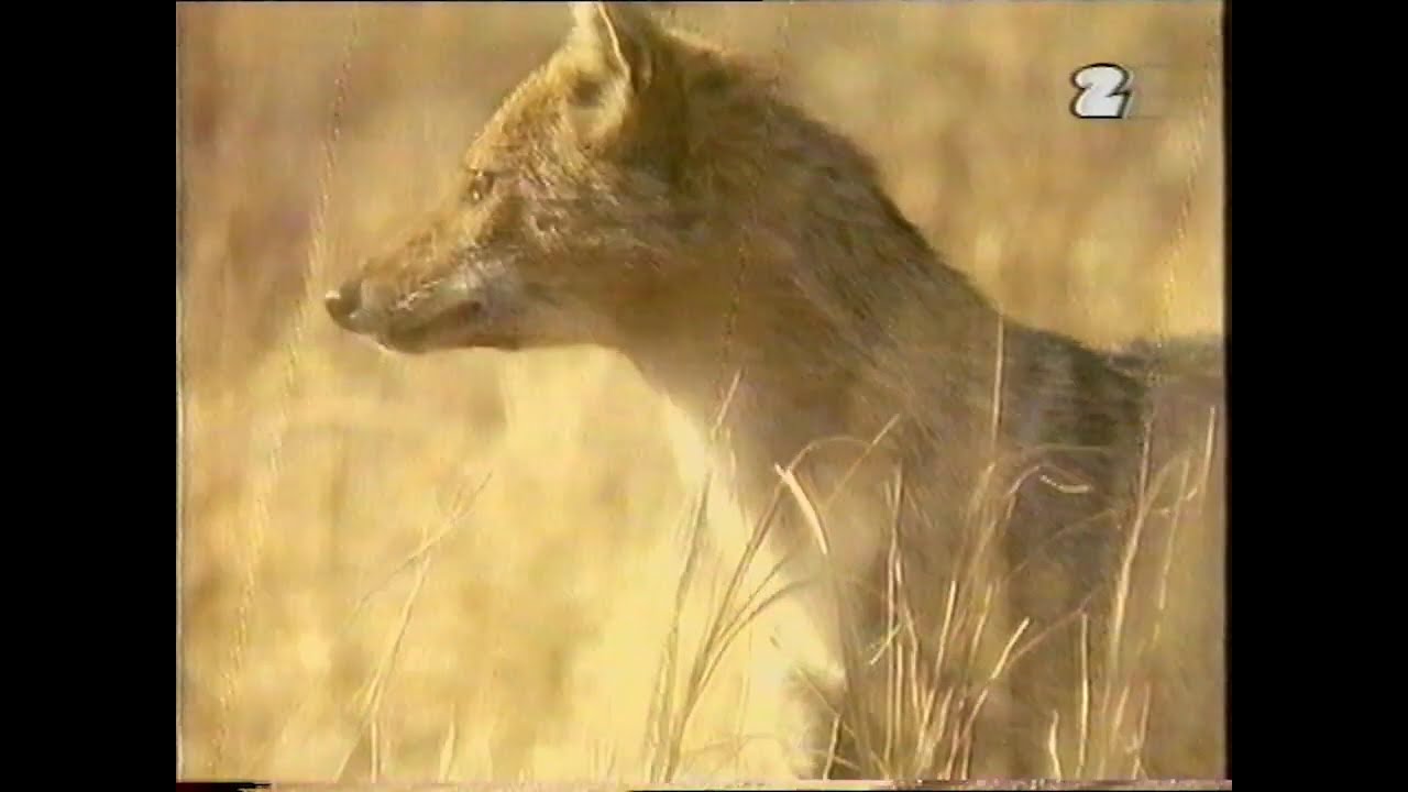 Zwierzęta Świata [VHS RIP] mix programów przyrodniczych