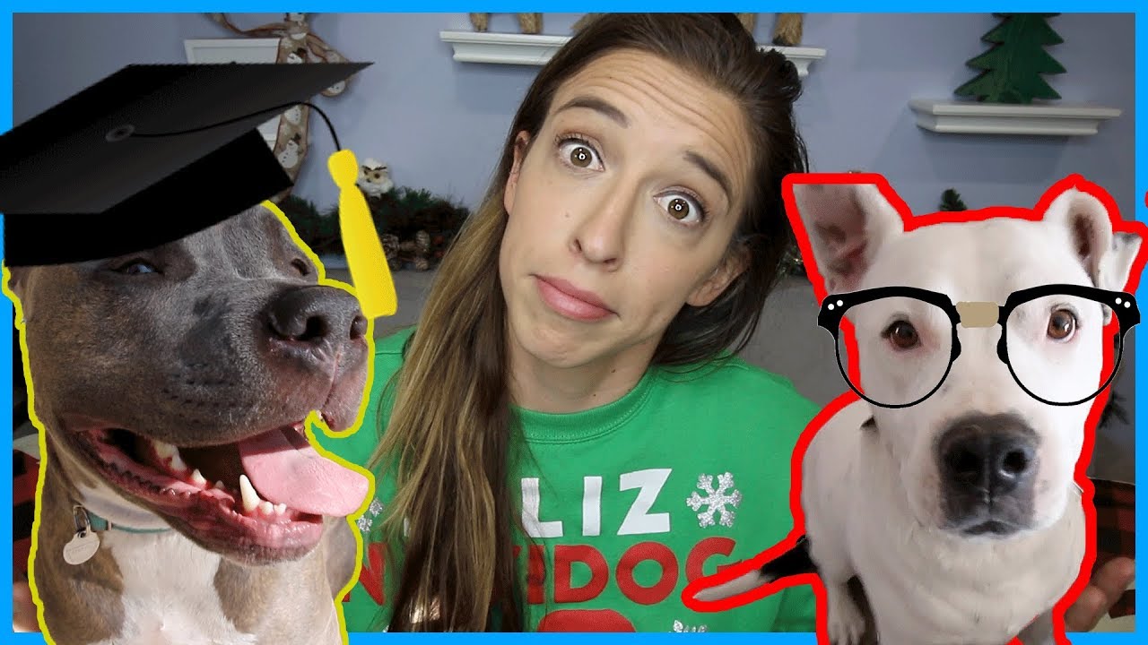 Testing My Dogs' IQs!