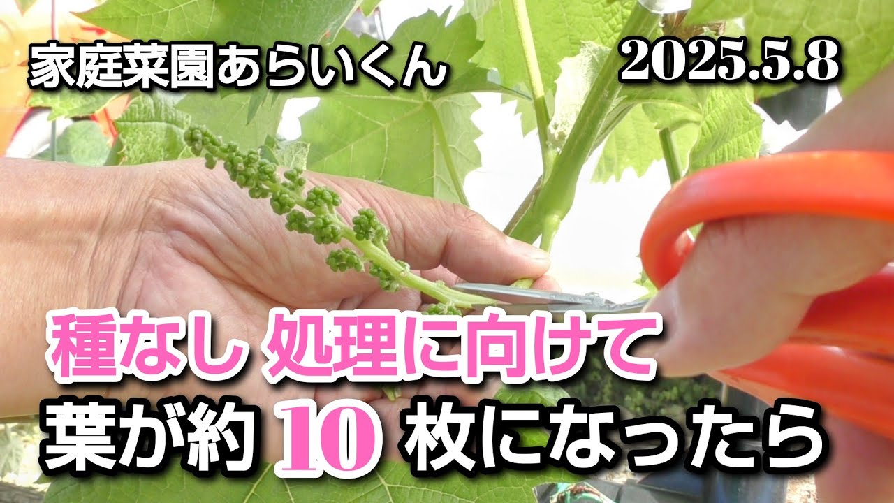 【シャインマスカット、黒系ぶどう】第１７９回、種なし化前の大事な下準備【花穂整形】