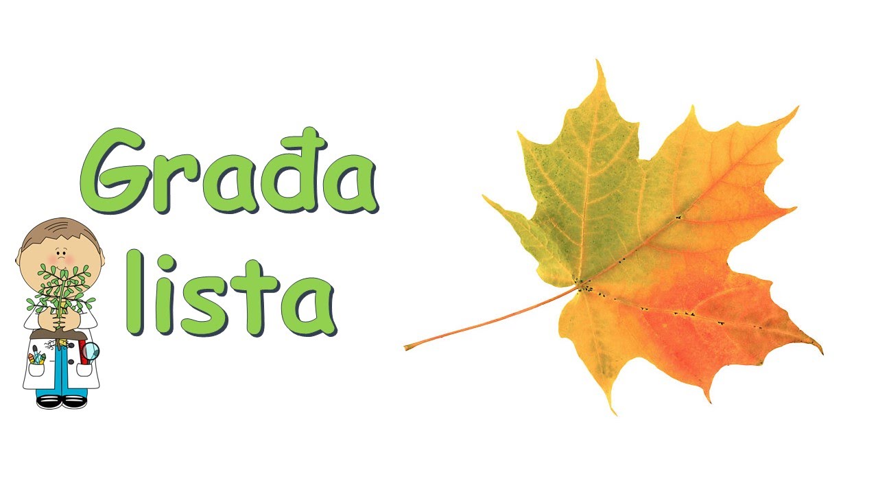Građa lista