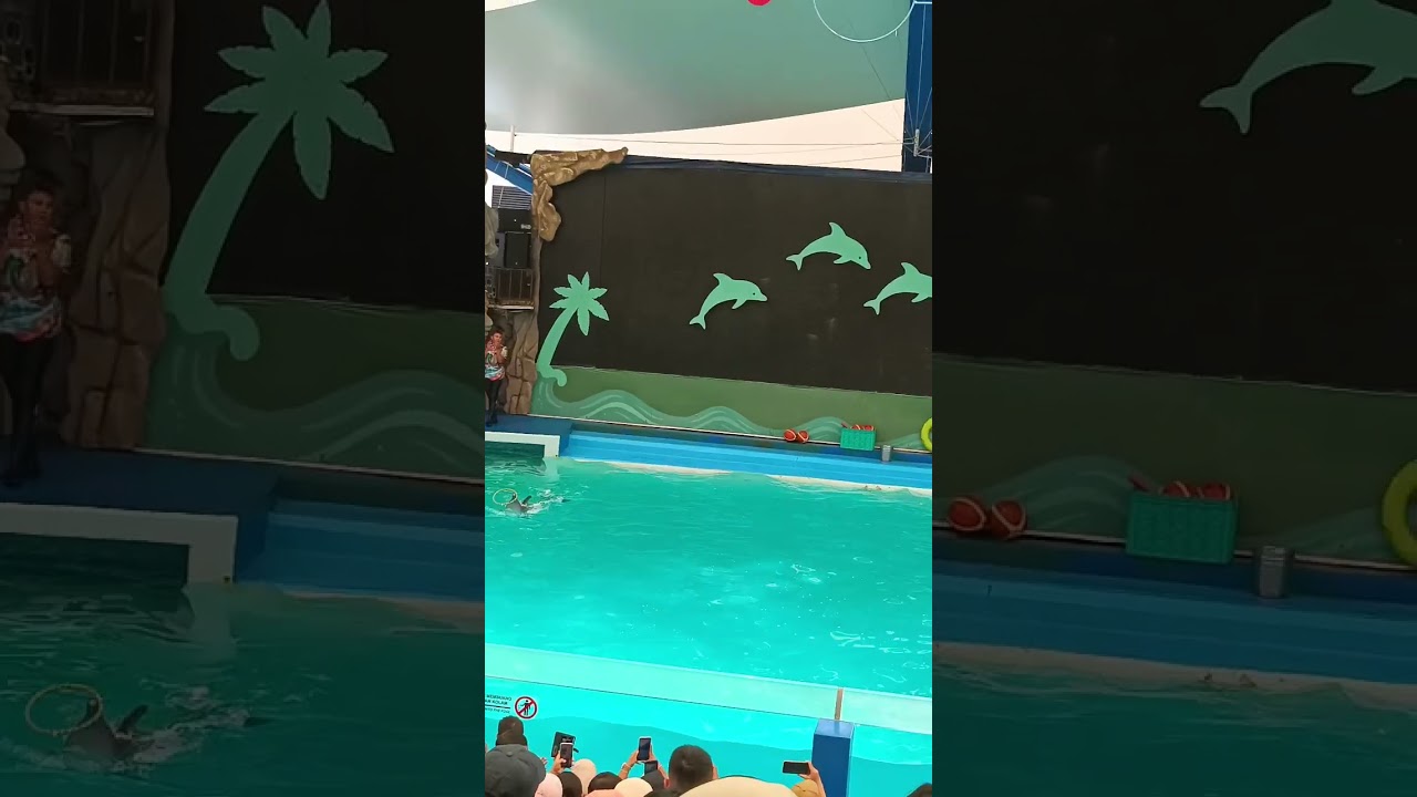 Lumba-lumba di ancol #dolphin #ancol #jakarta 