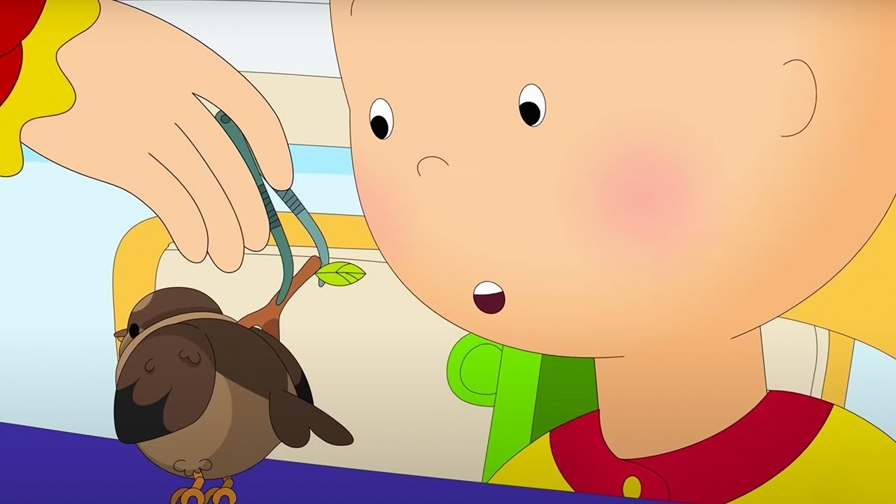 Caillou y el Pájaro Herido | Caillou en Español | Dibujos animados para niños | WildBrain en Español