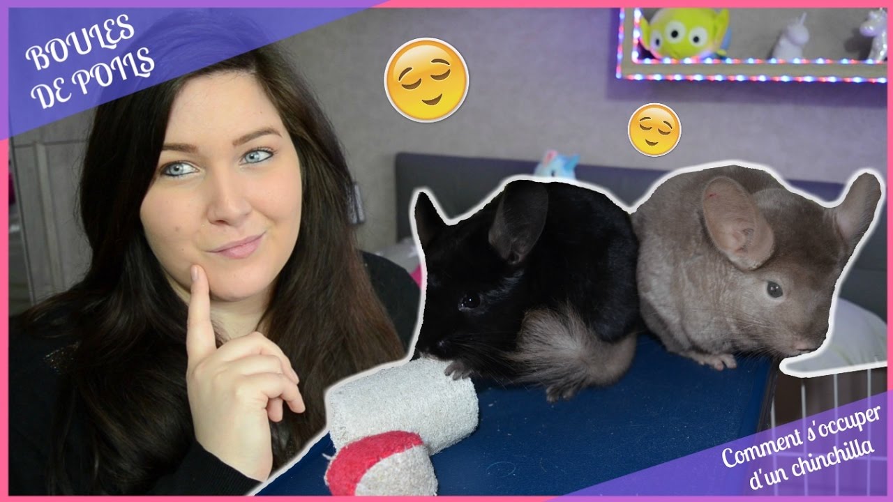 ➳ COMMENT S'OCCUPER D'UN CHINCHILLA / AVOIR UN CHICHI [ ♥ BOULES DE POILS ♥ ]