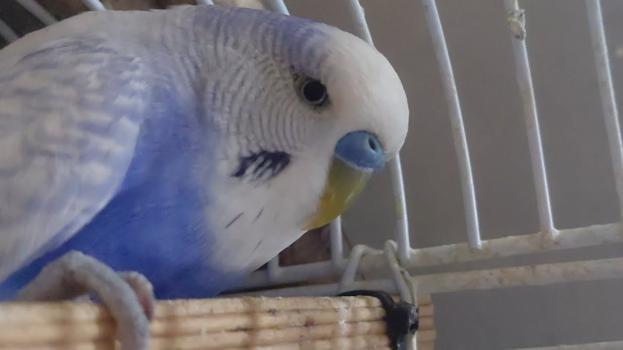 Birds do bird things