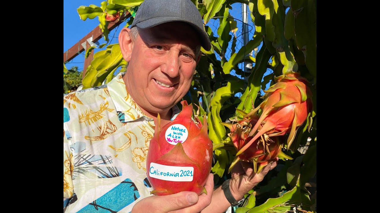 La Verne Red Dragon Fruit 2lb 12oz