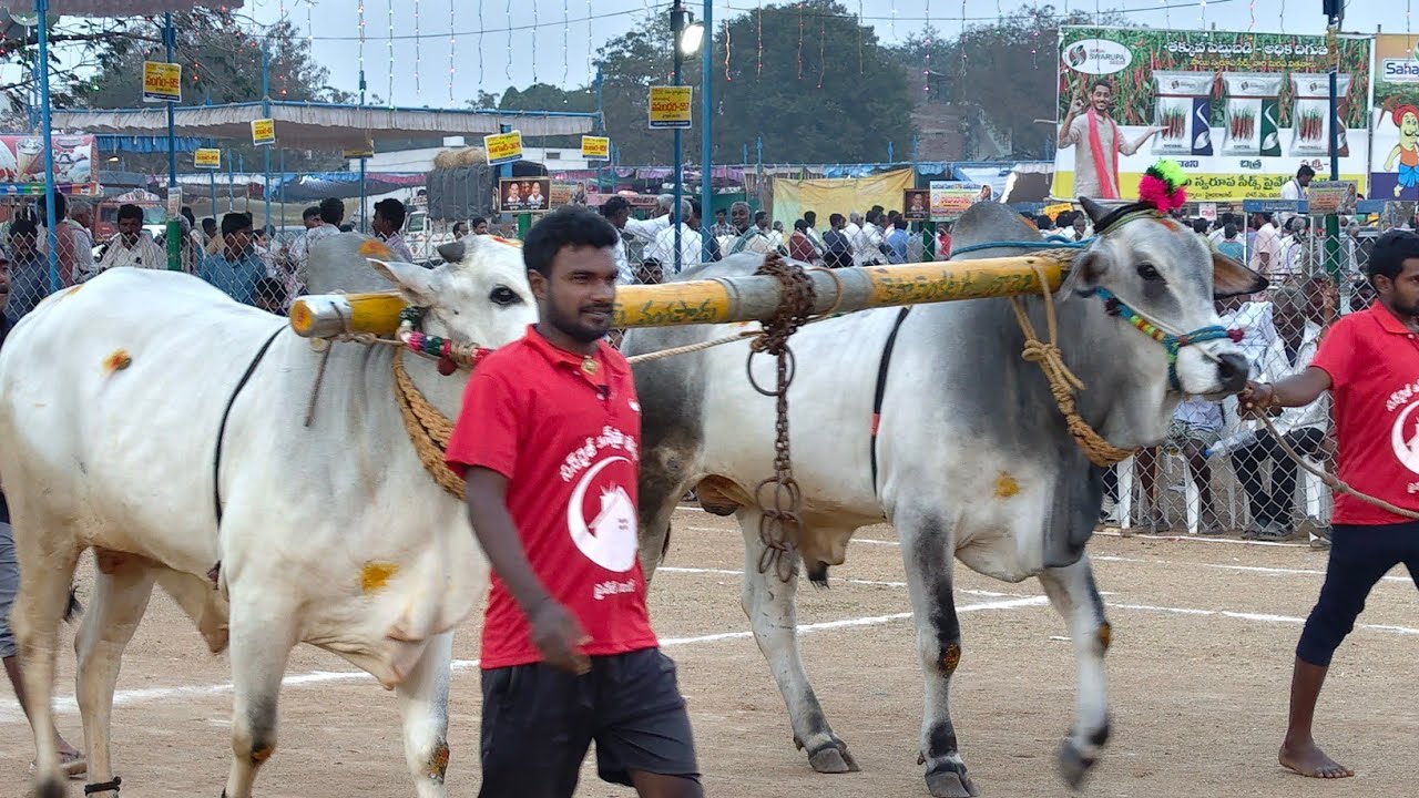 2026-రెంటచింతల.2పళ్ళు.15వ జత.కైప వెంకటరమణారెడ్డి గారు వంగపాడు గ్రామం మార్కాపురం జిల్లా 