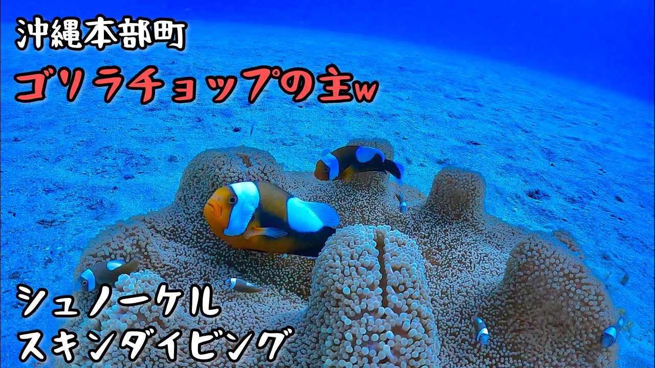 久しぶりのゴリラチョップで主に会ってきたw/沖縄の海でシュノーケル＆スキンダイビング【4K】