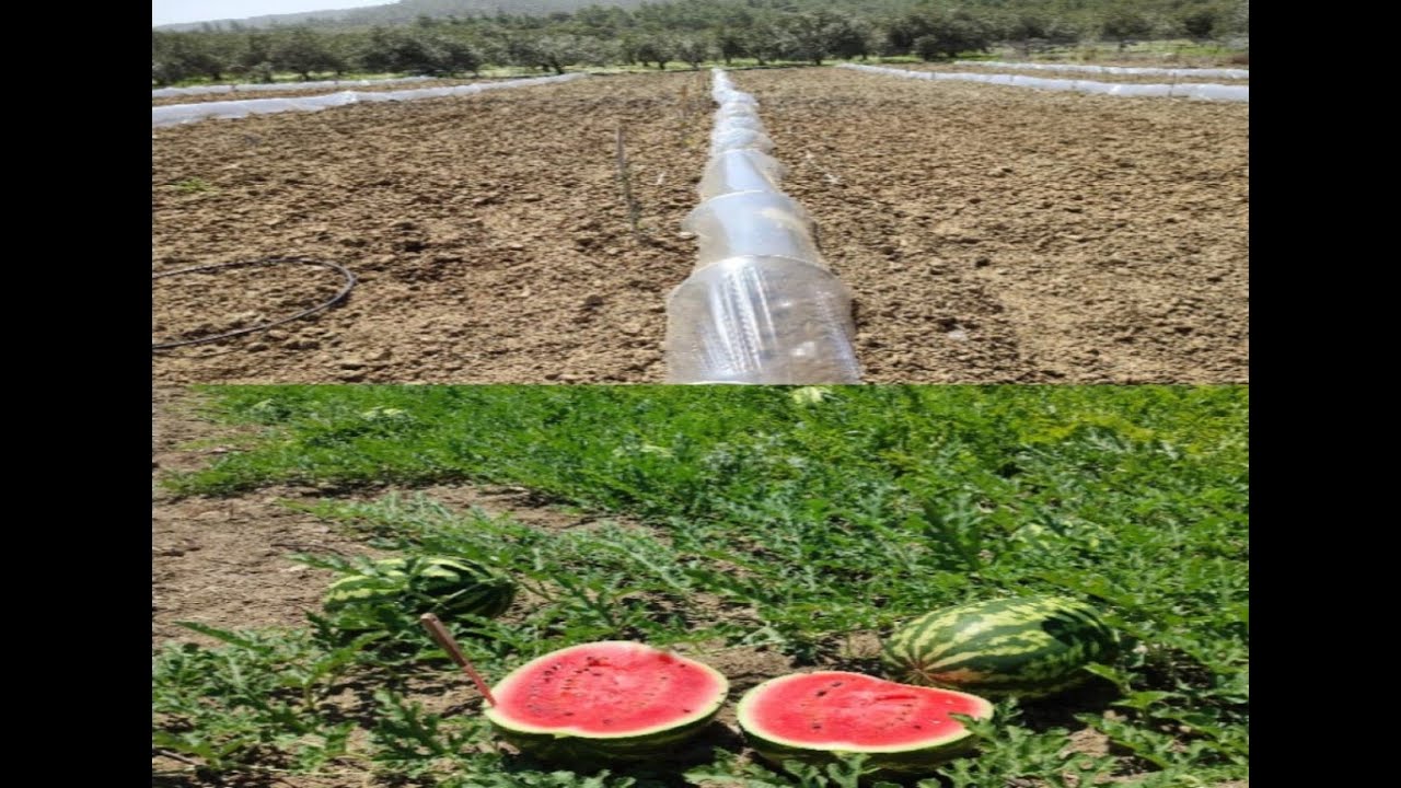 10 ΤΟΝΟΙ ΚΑΡΠΟΥΖΙΑ ΑΠΟ 180 ΦΥΤΑ ΚΑΙ 1400 ΚΙΛΑ ΠΕΠΟΝΙΑ ΑΠΟ 60 ΦΥΤΑ ΜΕ SUPERORGAN + ΑΤΤΑΠΟΥΛΓΙΤΗ ΡΟΔΟΣ