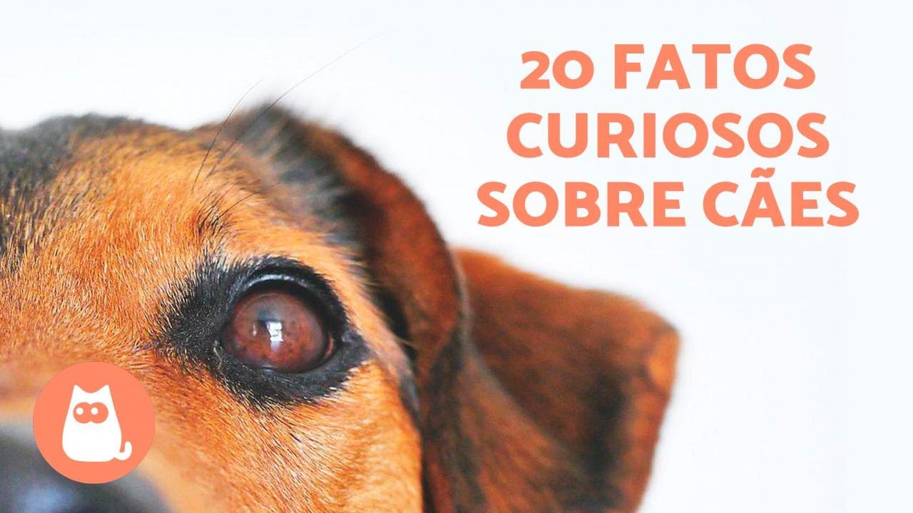 20 FATOS CURIOSOS sobre CÃES que vão te surpreender 🐶