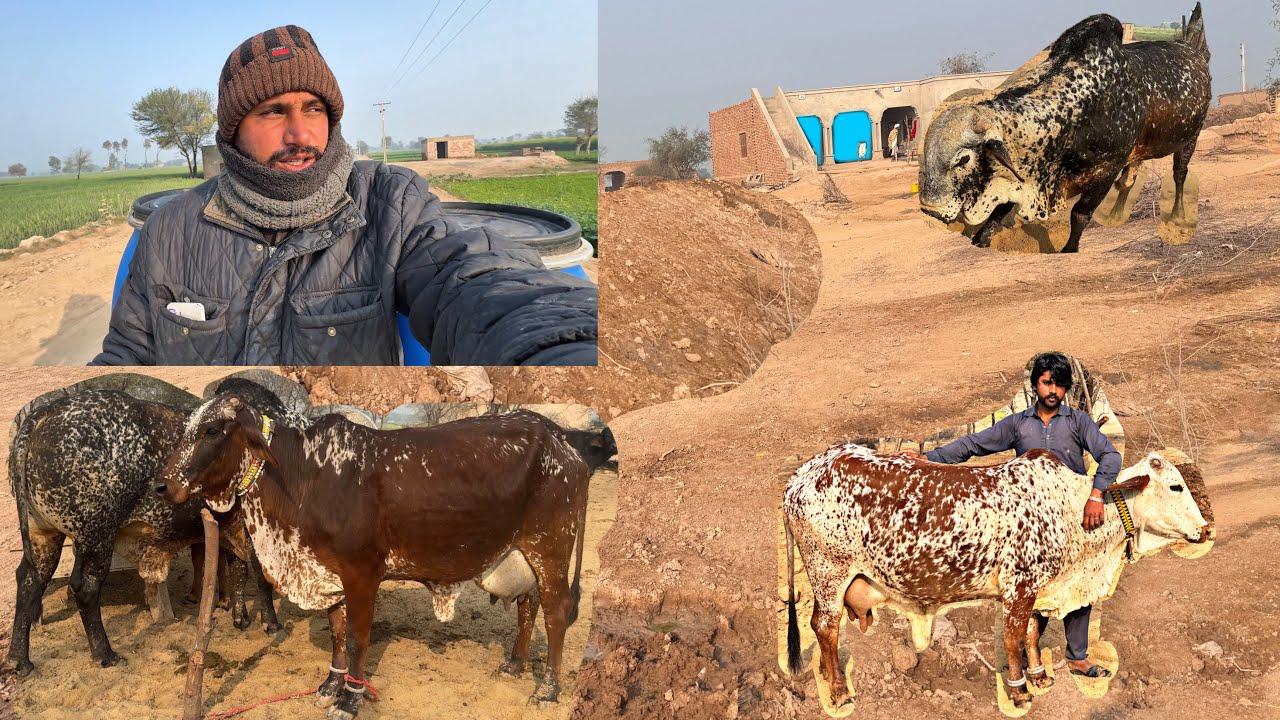 Ye Kitna Pyara janwar Hai 😍 | Village Life Cute Moments | Vlog #vlog #villagelife