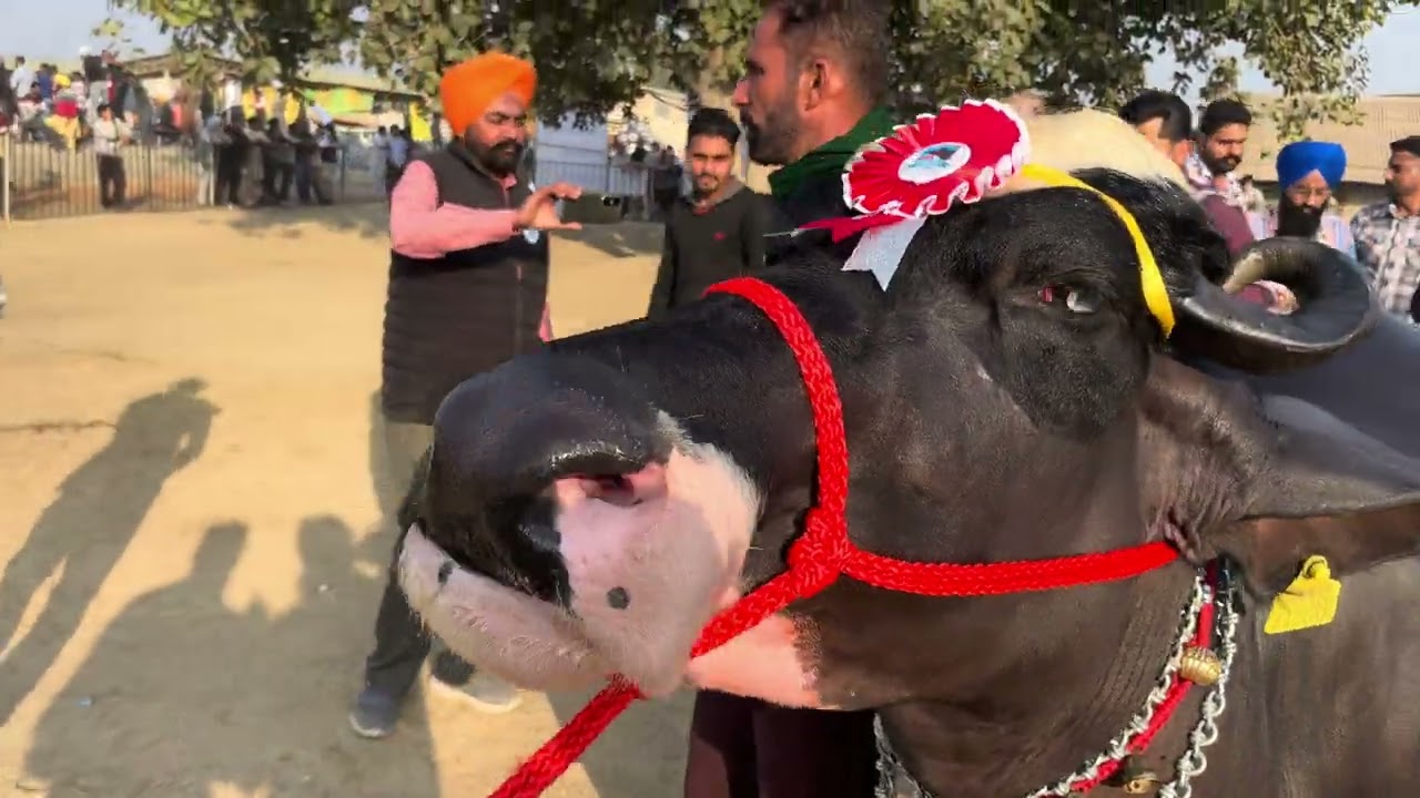 ਨੀਲੀ ਰਾਵੀ ਡਰਾਈ ਕੰਪੀਟੀਸ਼ਨ ਚ ਪਹਿਲਾ ਸਥਾਨ ਹਾਸਿਲ ਕੀਤਾ ਨੇਤਰ ਬਿੱਲੇ ਦੀ ਧੀ