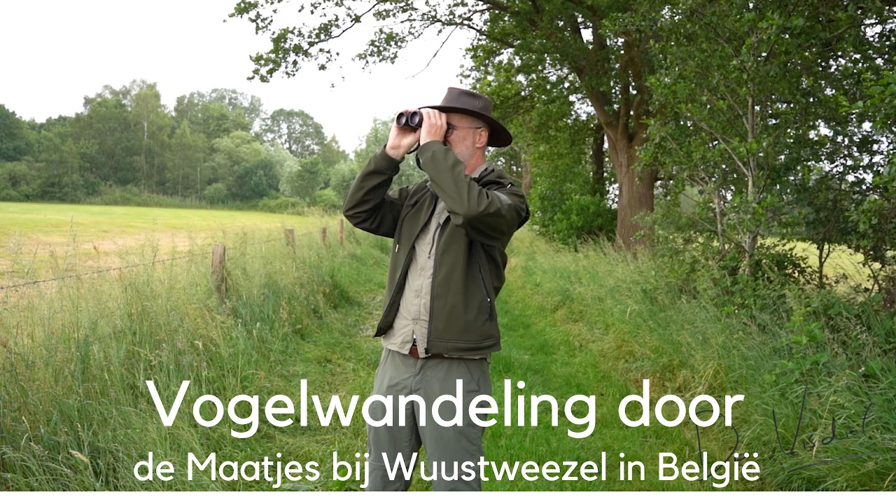 Vogelwandeling door De Maatjes bij Wuustweezel #1722