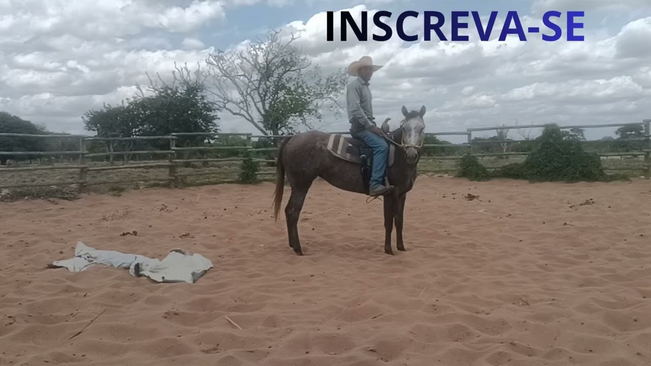 A forma de montar um Cavalo pela primeira vez 