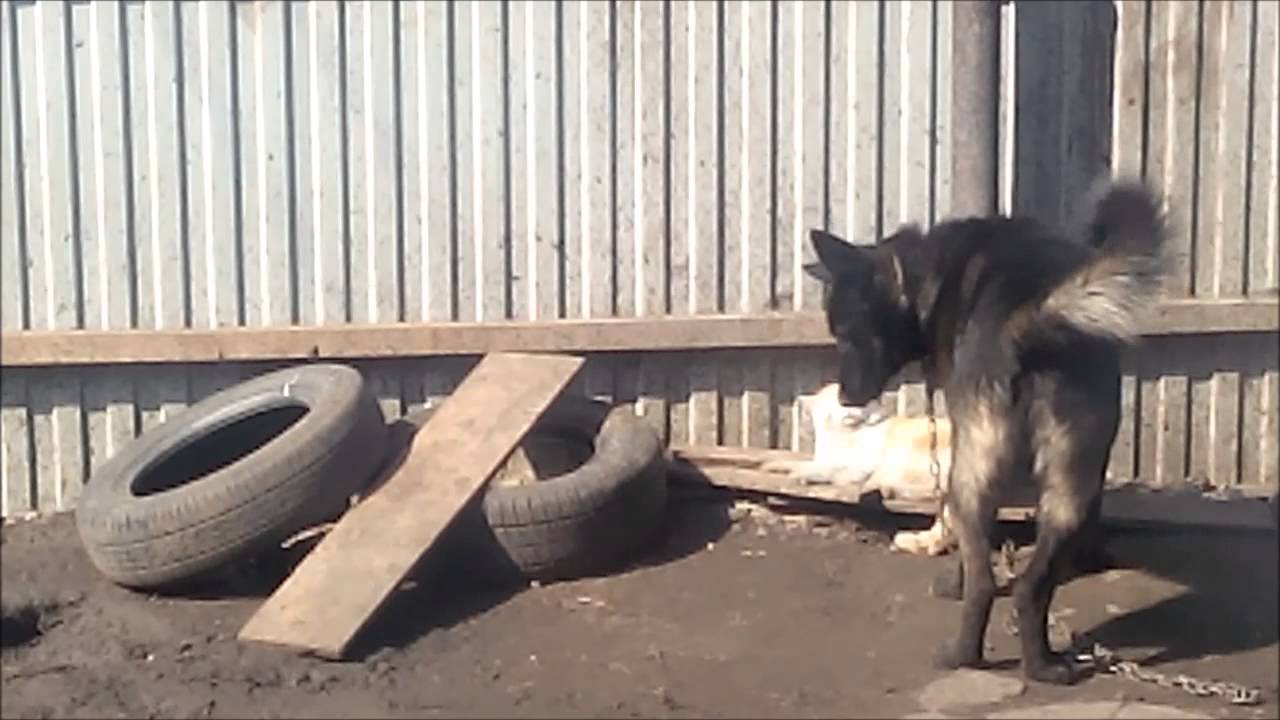 Встретились 2 друга