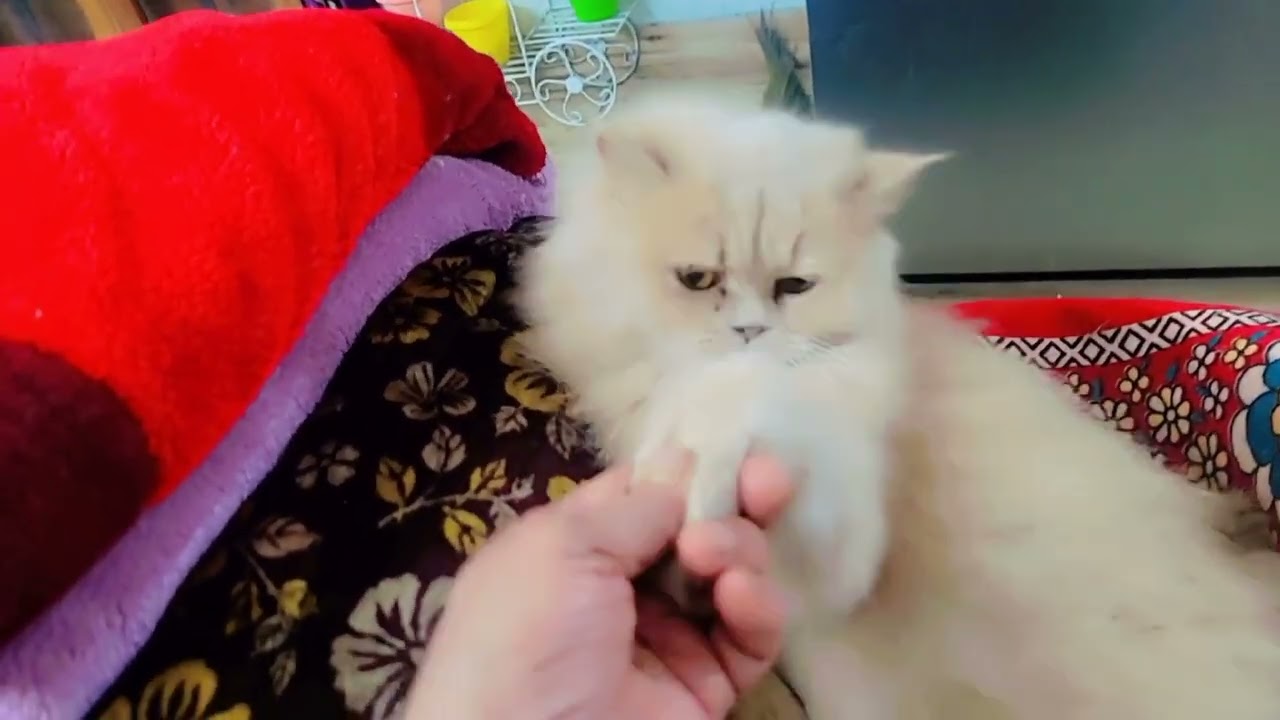 My kitten family #Me nd my children #mere bacche sirf mere h #cat video 