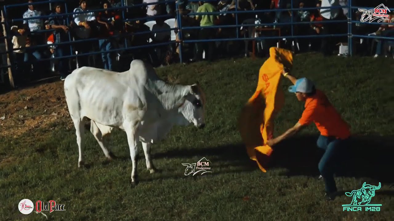 Toros en Fiesta de Irvin Maure y Flia  Los Boquerones de Santiago, 6 de febrero de 2026