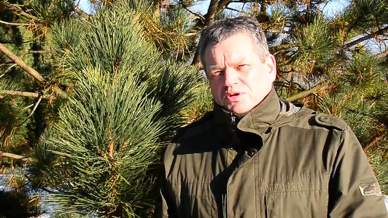 Sosny – drzewa niezwykłe. Odcinek 12.