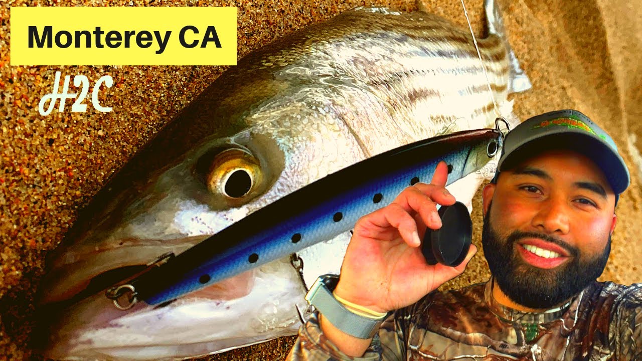 Striped Bass From the Surf Monterey California